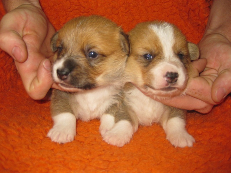 Puppies